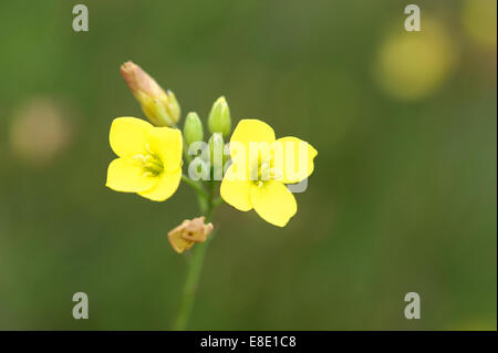 Wild Rocket (Rucola Selvatica) flowers. Stock Photo