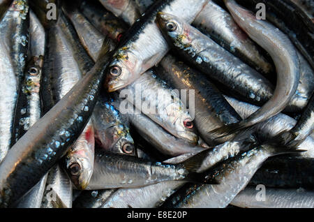 mackerel fish Stock Photo