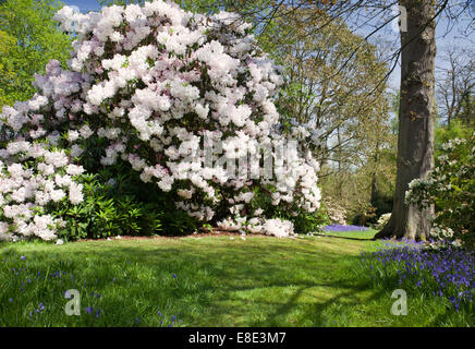 Spring in Bowood rhododendron garden, Derry Hill, Calne, Wiltshire, England, UK Stock Photo