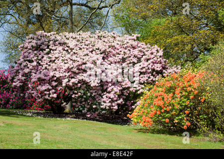 The Rhododendron Gardens at Bowood House, Derry Hill, Calne, Wiltshire, England, UK Stock Photo