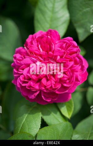 Close up of Rosa De Rescht flowering in an English garden Stock Photo