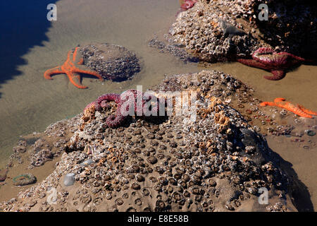 Purple and orange star fish on rocks at low tide Stock Photo