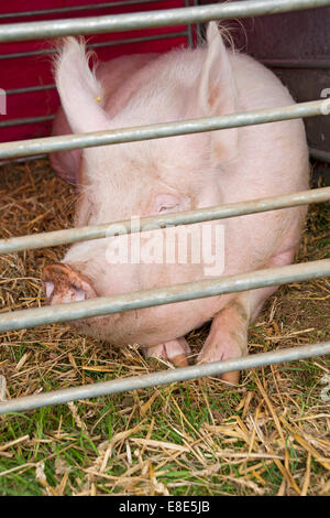 Close up of large pig in pen enclosure on a farm England UK United Kingdom GB Great Britain Stock Photo