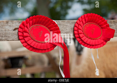 Close up of red first prize winning rosette rosettes on Ryedale Show near Kirkbymoorside North Yorkshire England UK United Kingdom GB Great Britain Stock Photo