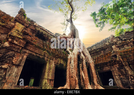 Ancient Khmer architecture. Ta Prohm temple with giant banyan tree at sunset. Angkor Wat complex, Siem Reap, Cambodia travel des Stock Photo