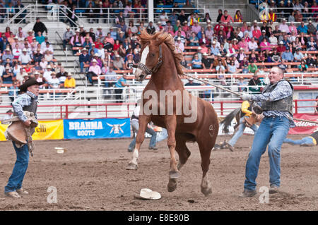 Wild horse round-up, Ponoka Stampede, rodeo, Ponoka, Alberta, Canada Stock Photo