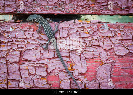 A lizard climbing on a pink wood wall Stock Photo