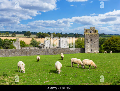 Sheep grazing in front of Kells Priory, County Kilkenny, Republic of Ireland Stock Photo