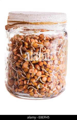 Sprouting Lentils Growing in a Glass Jar Isolated on White Background Stock Photo