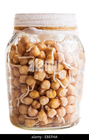 Sprouting Chickpeas Growing in a Glass Jar Isolated on White Background Stock Photo