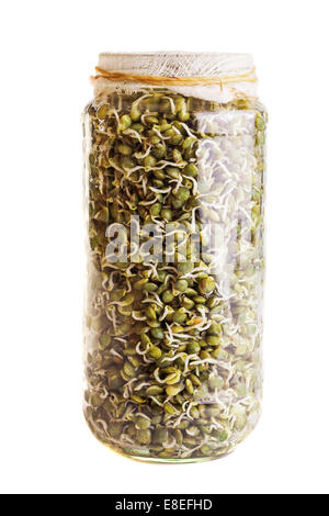 Sprouting Lentils Growing in a Glass Jar Isolated on White Background Stock Photo