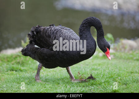 Black Swan (Cygnus atratus). On land walking. Stock Photo