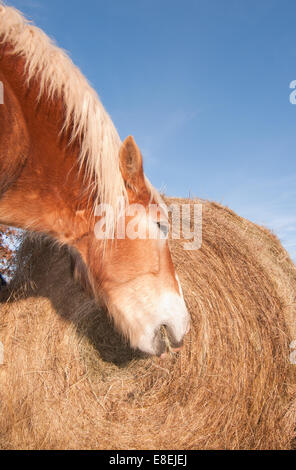Belgian draft horse eating hay off a large round bale in winter Stock Photo