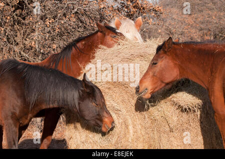 Closeup of horses eating hay off a round bale Stock Photo