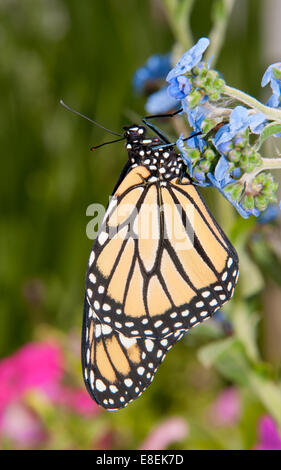 Monarch butterfly on a baby blue Chinese Forget-me-not flower in summer garden Stock Photo