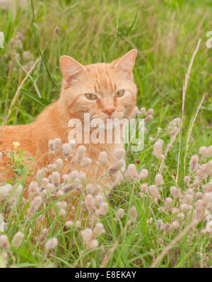 Beautiful ginger tabby cat in tall grass with wildflowers, looking at the viewer Stock Photo