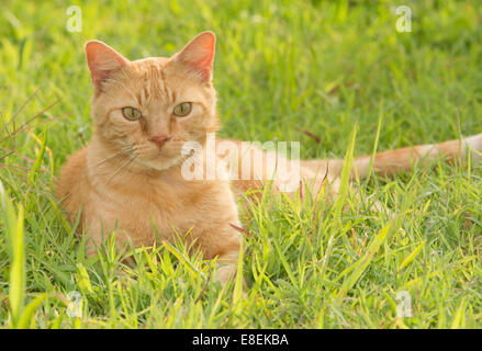 Handsome ginger tabby cat in bright green grass on summer evening Stock Photo
