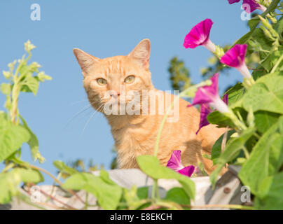 Handsome orange tabby cat peeking out from middle of flowers on top of a high trellis Stock Photo