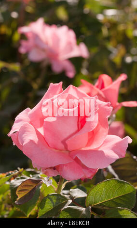 Pink rose in full bloom in spring garden Stock Photo