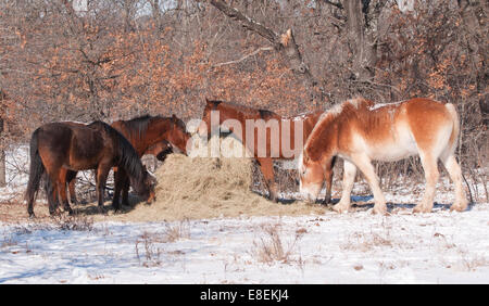 Horses eating hay off of a round bale in pasture on a sunny, snowy winter day Stock Photo