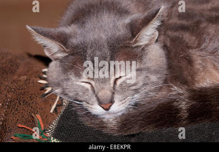 Closeup of a blue tabby cat sleeping on the back of a couch Stock Photo