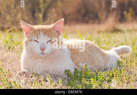 Yellow and white tomcat relaxing in spring grass back lit by late afternoon sun Stock Photo