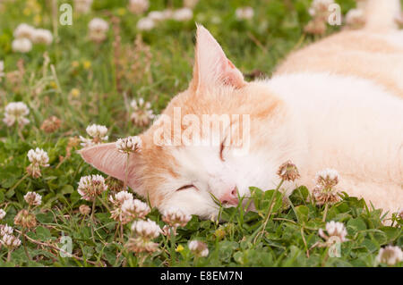 Happy cat sleeping peacefully in white clover Stock Photo