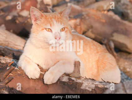 Orange and white tomcat on top of a wood pile in late evening sun Stock Photo