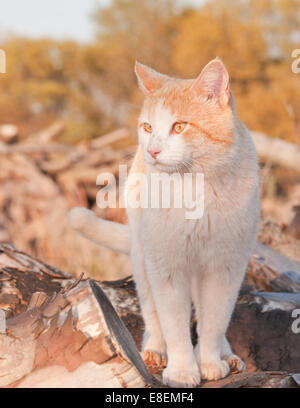 Orange and white tomcat standing on top of a wood pile in late evening sun Stock Photo