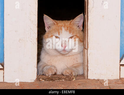 White and ginger tomcat looking through barn doors at the viewer Stock Photo