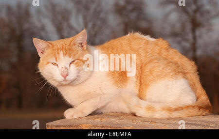 Rough looking orange and white tomcat staring at the viewer in evening sun Stock Photo