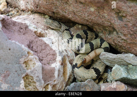 Male Banded Rock Rattlesnake, (Crotalus lepidus klauberi), Magdalena Mountains, Socorro co., New Mexico, USA. Stock Photo