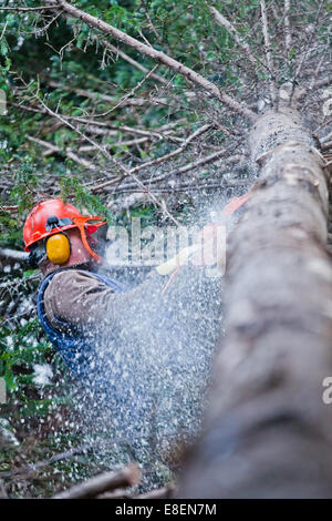Professional Lumberjack Cutting a big Tree in the Forest during the Winter Stock Photo