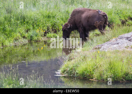 wildlife in yellowstone, young bison drinking water out of the river Stock Photo