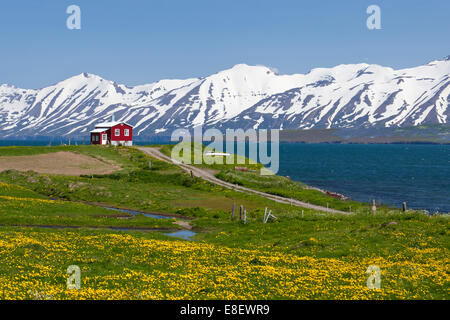 Red farmhouse on a lush green meadow with yellow flowers on the Etjafjördur fjord north of Akureyri, snow-capped mountains at Stock Photo