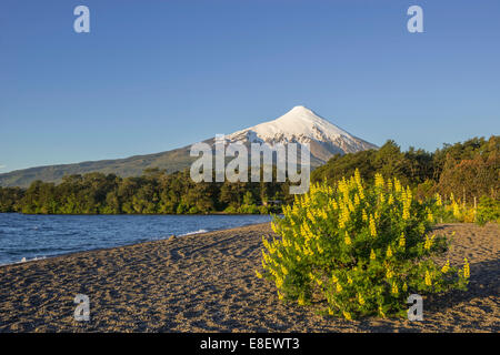 Osorno volcano and the shore of the bay of Lake Llanquihue, Puerto Varas, Los Lagos Region, Chile Stock Photo