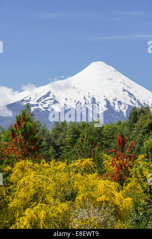 Osorno volcano, at the front a Chilean Firebush, also Notro or Ciruelillo (Embothrium coccineum), Puerto Varas, Los Lagos Region Stock Photo
