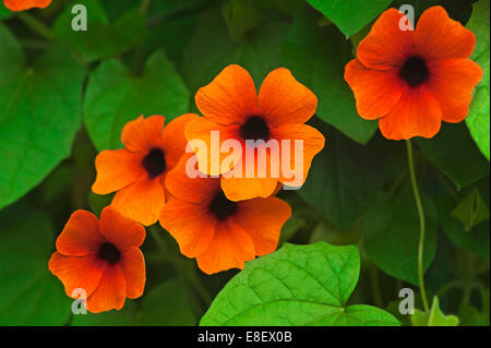 Flowers of the Black-eyed Susan (Thunbergia alata) Stock Photo