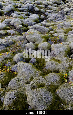 Elongate Rocks Elongate Rock Moss (Racomitrium elongatum), Plantae, Capital, BC ...