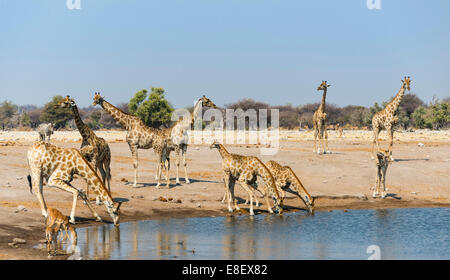 Giraffe (Giraffa camelopardalis) and Blackfaced Impala (Aepyceros melampus petersi) drinking at Chudob waterhole Stock Photo