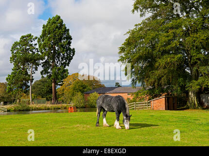 Horse - Lady Grey in paddock at Shugborough Hall, Staffordshire, England UK Stock Photo