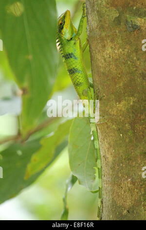 Beautiful Green Chameleon from Gavi, Ecotourism Stock Photo