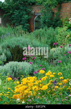 Yellow coreopsis and lavender in herbaceous border in walled garden Stock Photo