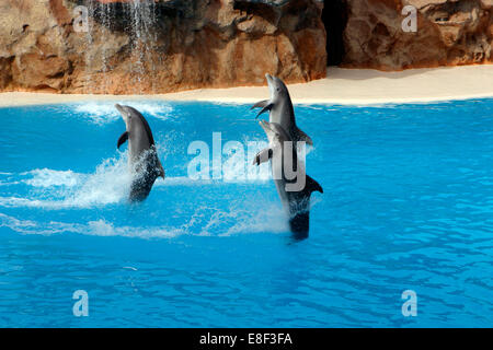 Dolphin show, Loro Parque, Tenerife, Canary Islands, 2007.