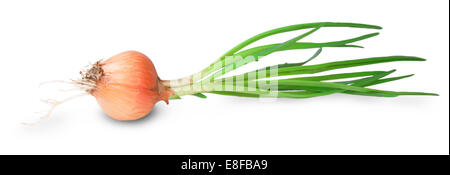 Onion Bulbs With Green Sprouts Isolated On White Background Stock Photo