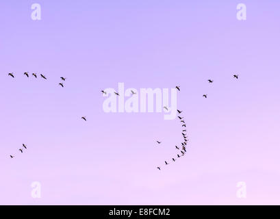 Flock of Canada geese (Branta canadensis) flying, illinois, United States