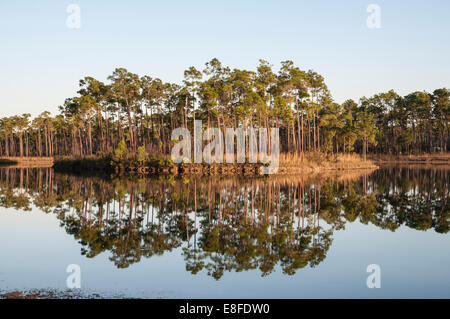 Cypress trees in the Everglades National Park, Florida, USA Stock Photo