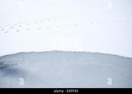 Animal tracks on frozen snow-covered lake, Colorado, United States Stock Photo