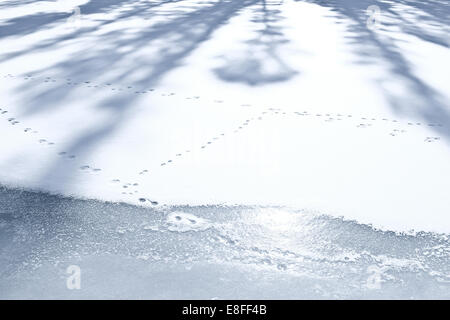 Animal tracks on frozen snow-covered lake, Colorado, United States Stock Photo