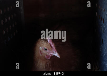 Portrait of a chicken in hen house Stock Photo